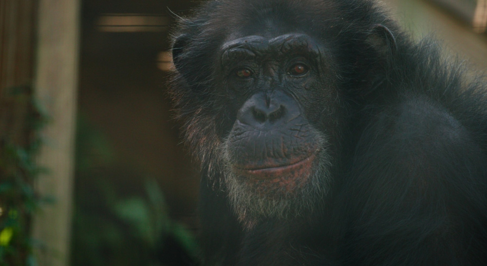 Media | Blackmagic Design